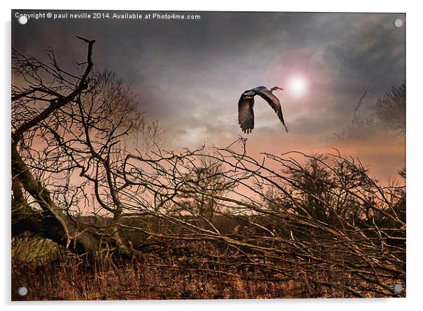 Flight of the Heron 2 Acrylic by paul neville