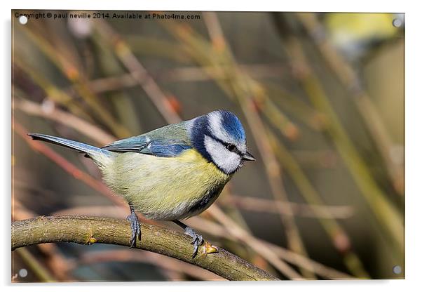 blue tit Acrylic by paul neville