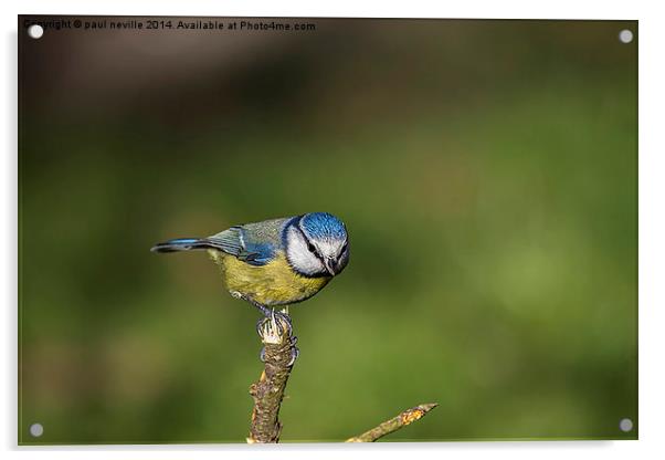 blue tit Acrylic by paul neville