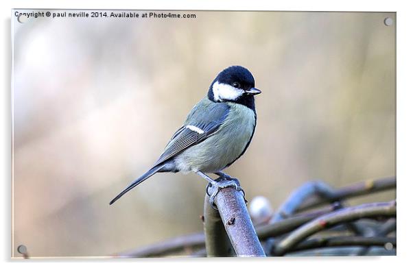 Great tit Acrylic by paul neville