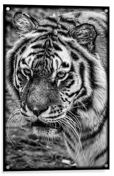 Tiger Acrylic by paul neville