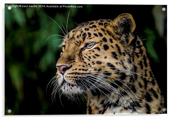 Amur Leopard Acrylic by paul neville