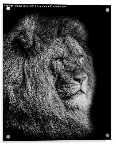 Male Lion Acrylic by paul neville