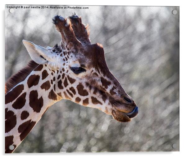 Giraffe Acrylic by paul neville