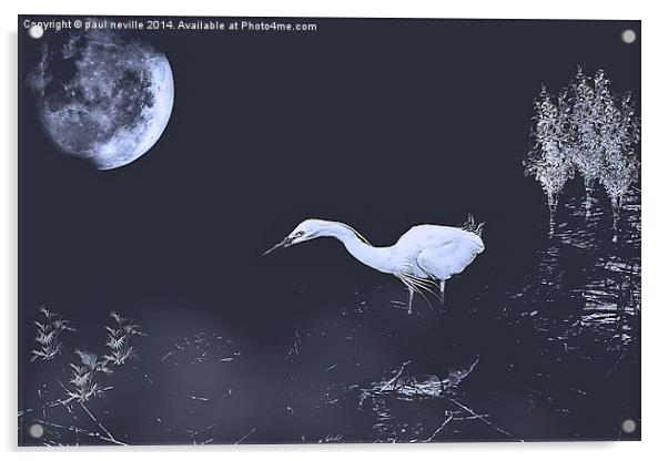 Egret Acrylic by paul neville