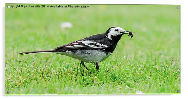 wagtail Acrylic by paul neville