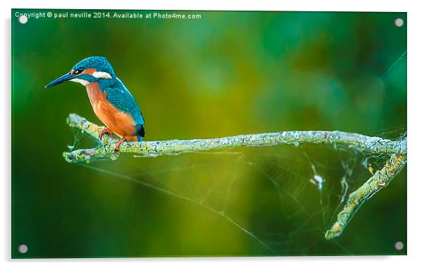  kingfisher on a branch Acrylic by paul neville