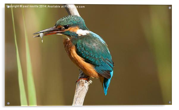  kingfisher with fish  Acrylic by paul neville