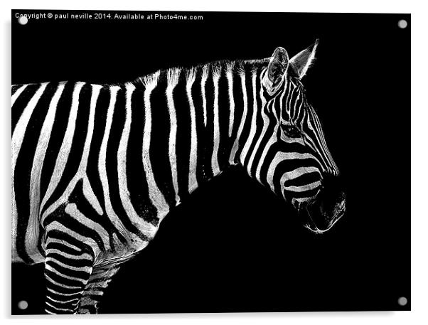  zebra  Acrylic by paul neville
