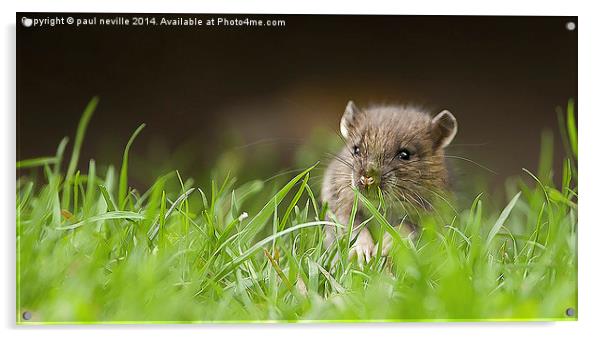  Hello Ratty Acrylic by paul neville