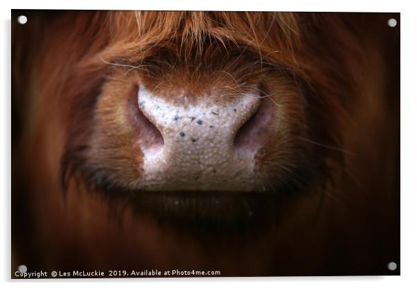 Majestic Highland Cow Staring into Your Soul Acrylic by Les McLuckie