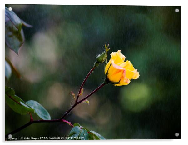 Raindrops on Roses Acrylic by Pete Moyes