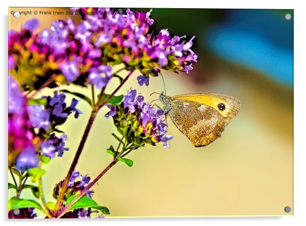 The "gatekeeper" Butterfly" Acrylic by Frank Irwin