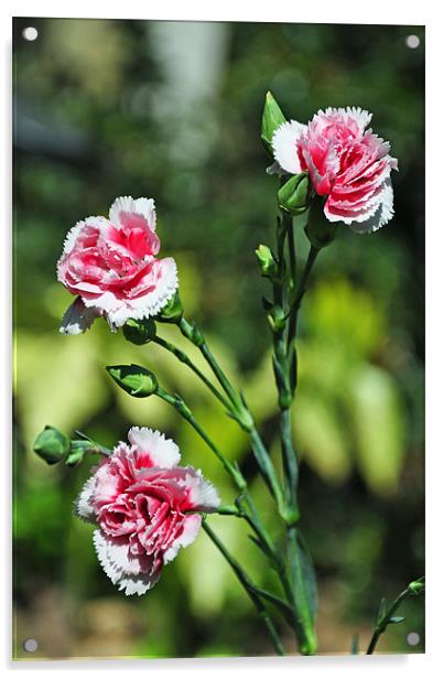 Carnations (Dianthus) Acrylic by Frank Irwin