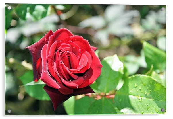 A Beautiful Hybrid Tea rose Acrylic by Frank Irwin