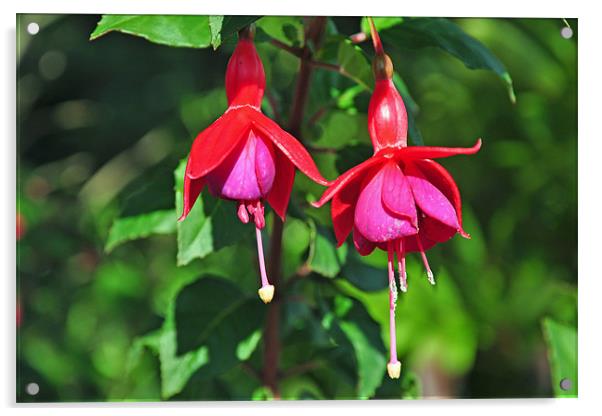 Fuchsia in full bloom Acrylic by Frank Irwin