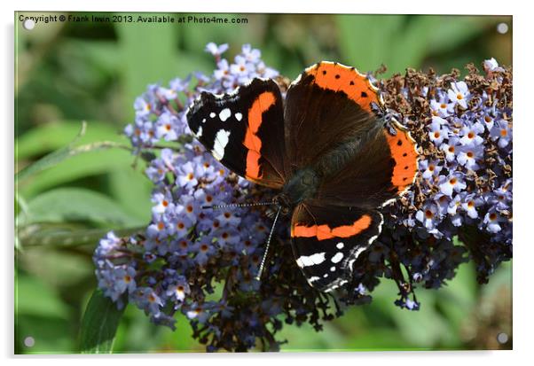Colourful Red Admiral Acrylic by Frank Irwin
