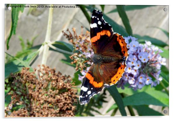 Colourful Red Admiral Acrylic by Frank Irwin