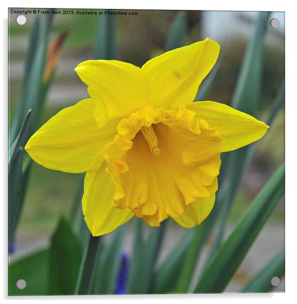 Daffodil Acrylic by Frank Irwin