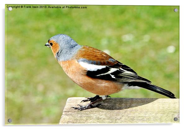 The Chaffinch Acrylic by Frank Irwin