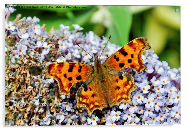 The beautiful Comma Butterfly Acrylic by Frank Irwin