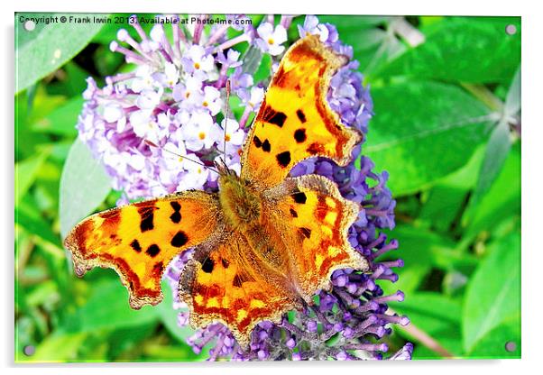 A Beautiful Comma Butterfly Acrylic by Frank Irwin