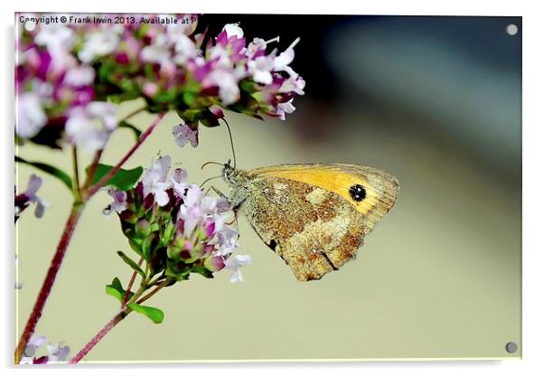 The Gatekeeper Butterfly Acrylic by Frank Irwin