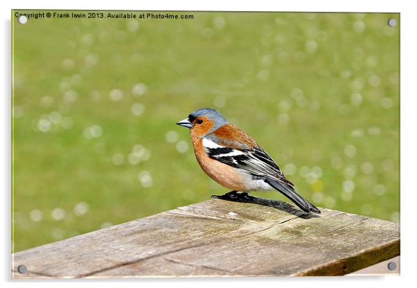 The Male Chaffinch Acrylic by Frank Irwin