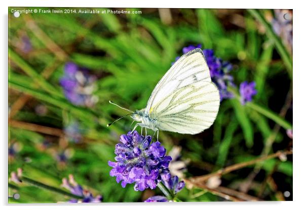 Green Veined White butterfly Acrylic by Frank Irwin