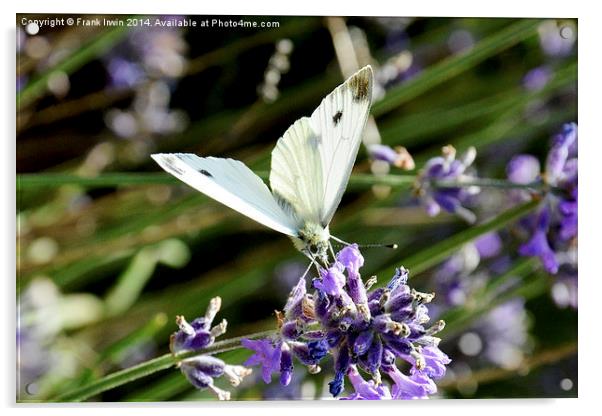 The small white butterfly Acrylic by Frank Irwin