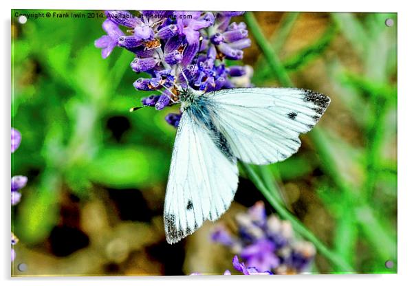 The small white butterfly Acrylic by Frank Irwin