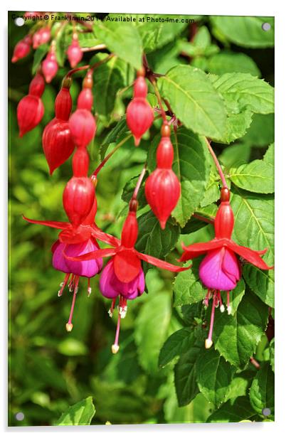 Beautiful Fuchsia flower heads Acrylic by Frank Irwin