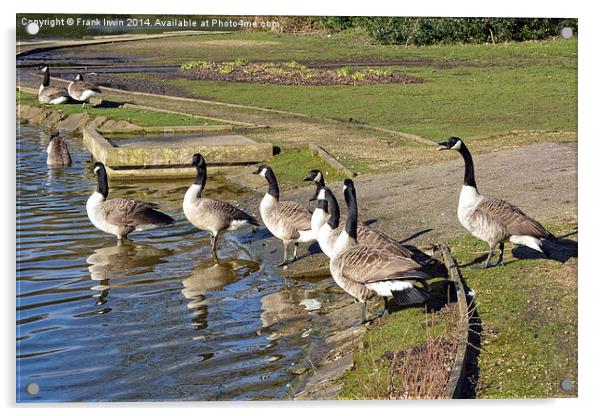 Geese enyjoying winter sunshine Acrylic by Frank Irwin