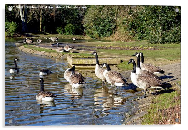Geese swimming in Birkenhead Park Acrylic by Frank Irwin
