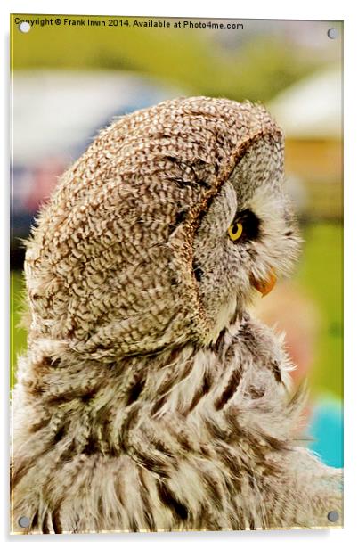 A Tawny Owl, or Brown Owl Acrylic by Frank Irwin