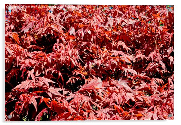 Beautitul Acer foliage Acrylic by Frank Irwin