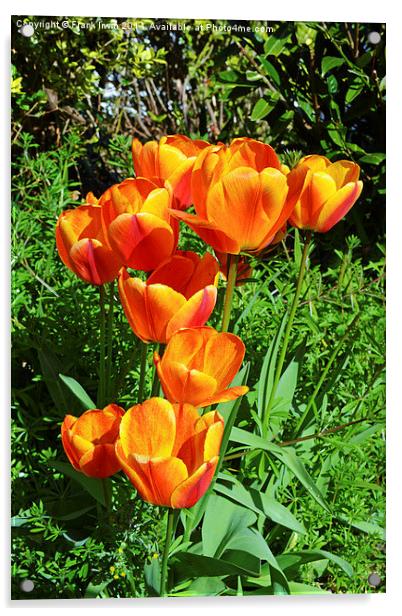 A number of colourful Spring Tulips. Acrylic by Frank Irwin