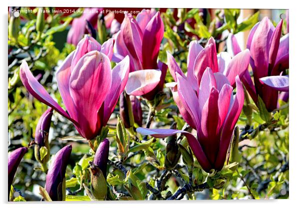 Magnolia flower heads almost fully open. Acrylic by Frank Irwin