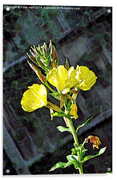 Artistic interpretation of Evening Primrose Acrylic by Frank Irwin