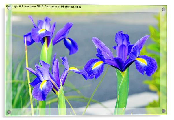 Blue Irises, in full bloom Acrylic by Frank Irwin