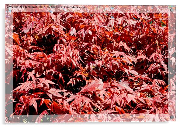 A pleasing mass of maple leaves. Acrylic by Frank Irwin