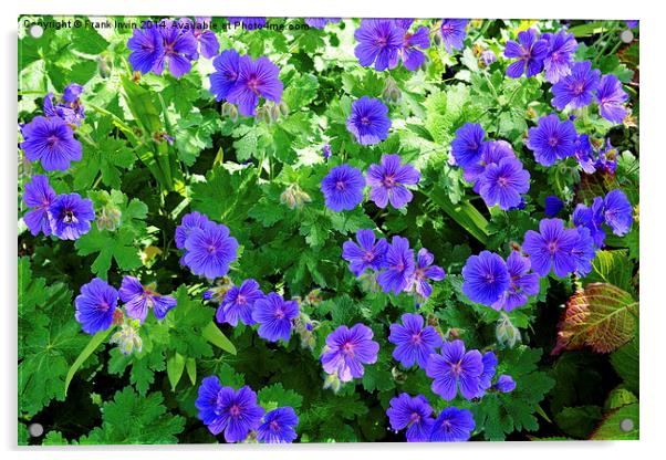 Johnson’s Blue Geranium in full bloom Acrylic by Frank Irwin