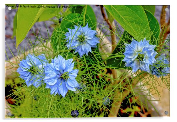 Nigella damascene aka “Love in a mist”. Acrylic by Frank Irwin