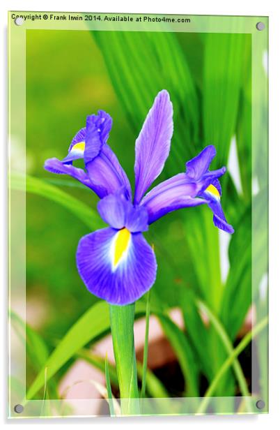 A framed Blue Iris Acrylic by Frank Irwin