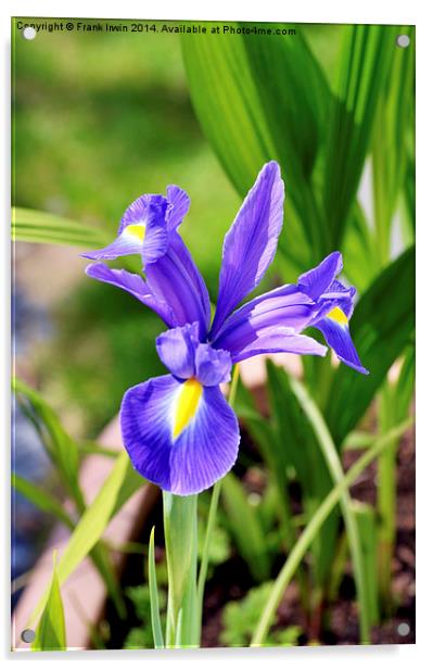 A framed Blue Iris Acrylic by Frank Irwin