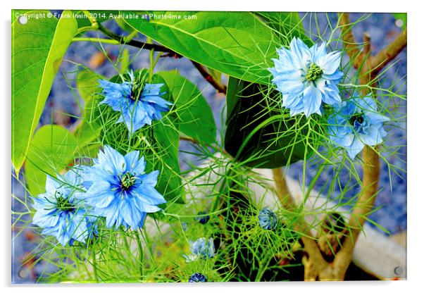 Nigella damascene aka “Love in a mist”. Acrylic by Frank Irwin