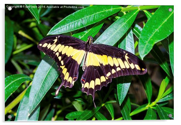  The Giant Swallowtail butterfly Acrylic by Frank Irwin