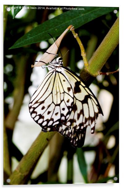 The beautiful White Tree Nymph butterfly Acrylic by Frank Irwin