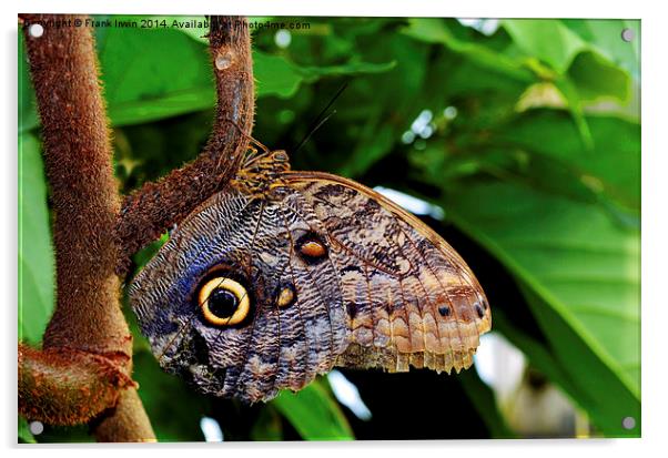  The distinctive “Owl” butterfly Acrylic by Frank Irwin
