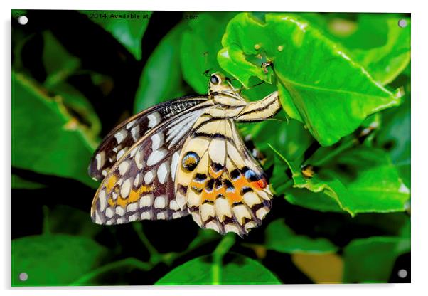 The beautiful Common Lime butterfly of Singapore Acrylic by Frank Irwin
